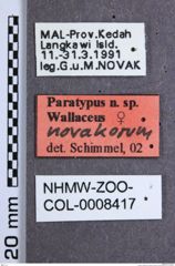 Etikette zu Wallaceus novakorum (Schimmel, 2004) (NHMW-ZOO-COL-0008417)